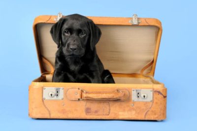 Puppy's First Flight Black Lab United PetSafe
