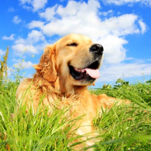 holistic treatment for dogs