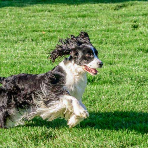 best dog joint supplement 2018