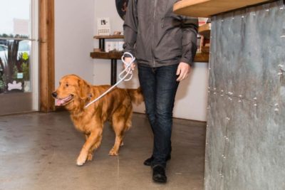 Dog Friendly Travel Header