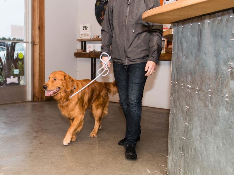 Dog Friendly Travel Header