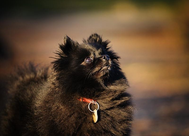 Custom Dog Tags Keep Your Dog Safe