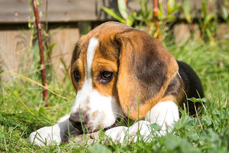 Ask Our Trainers: How Do I Stop My Puppy Mouthing Rocks?