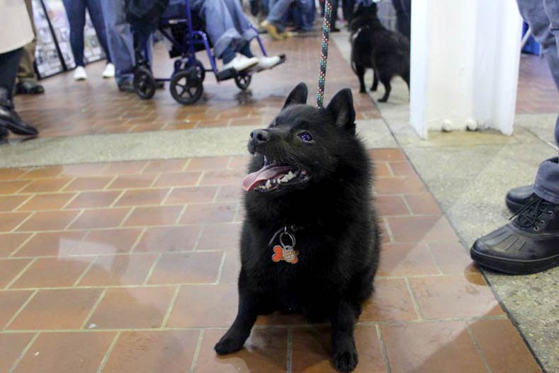 Westminster Meet & Compete Schipperke