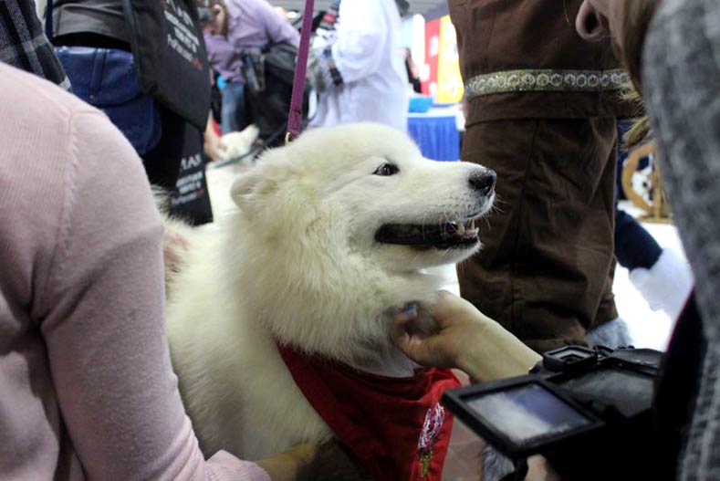 Westminster Meet & Compete Samoyed