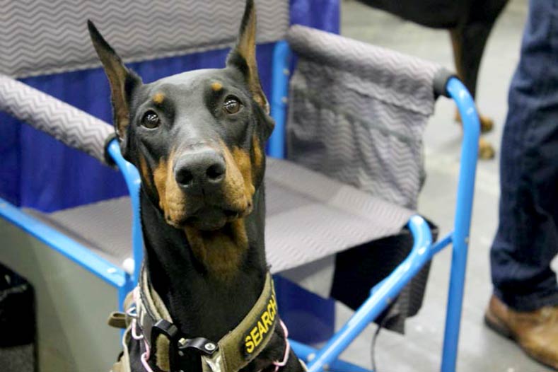 Westminster Meet & Complete K9