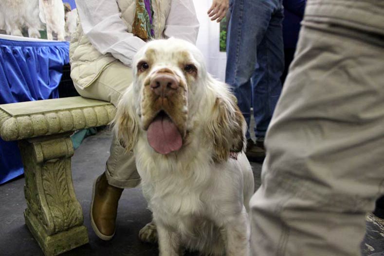 Westminster Meet & Compete Clumber Spaniel