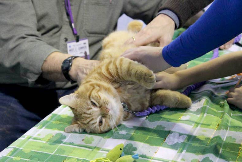 Westminster Meet & Compete Cat