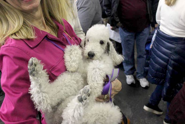 Westminster Meet & Compete Bedlington Terrier