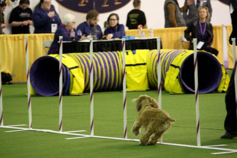 Westminster Meet & Compete Agility