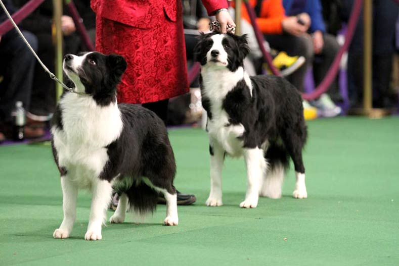 9 things you may not know about the westminster kennel club dog show