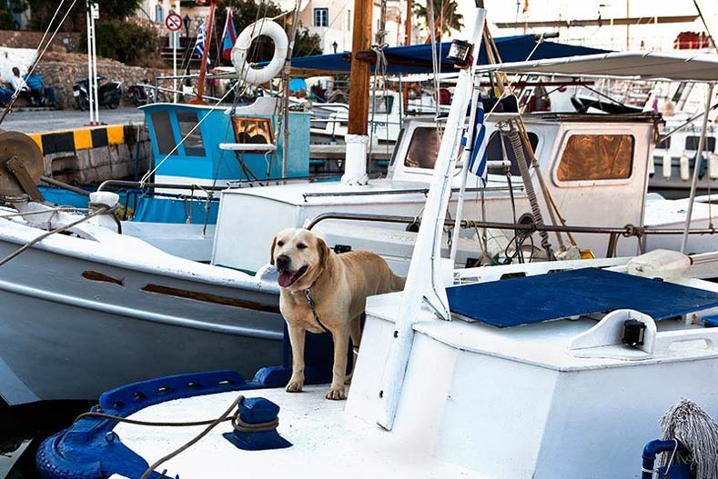 Odd Dog Jobs