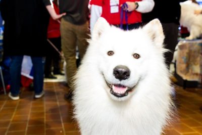 MTB-Samoyed-header
