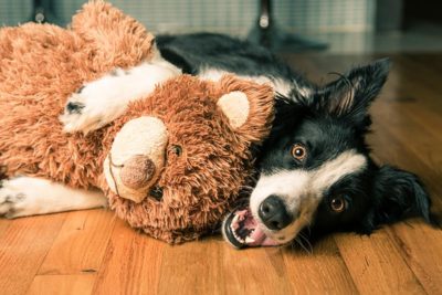 Bordercollie-toy-header