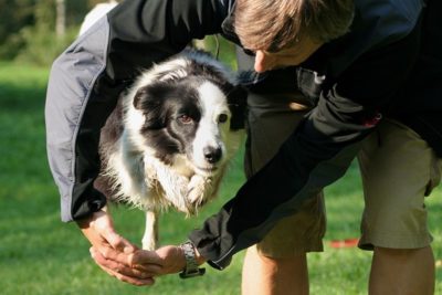 trick dog