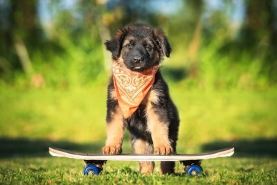 puppy-skateboard-header