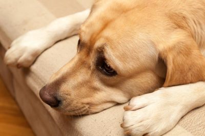 kennel cough dog
