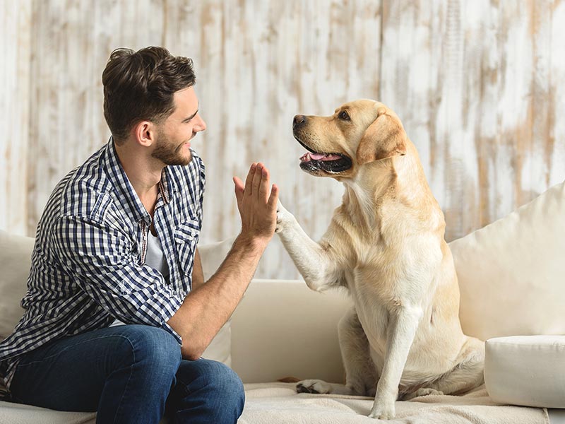 Some Dogs Cooperate With Humans More Than Others