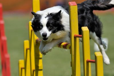 agility-header