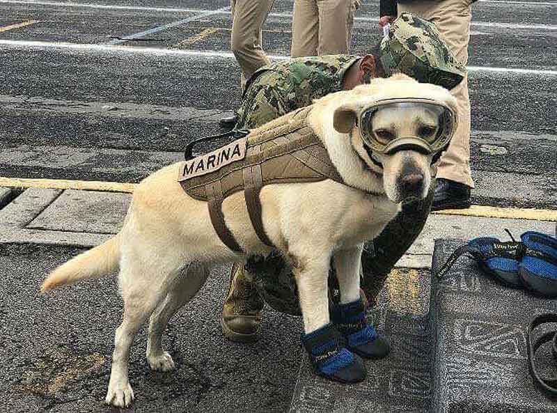Search And Rescue Dog Saves Lives After Earthquake In Mexico
