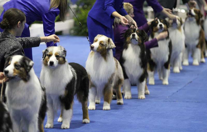 royal canin dog show 2017 royal canin dog show 2017