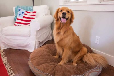petloversguidehero