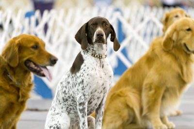 NC-obedience-rally-header