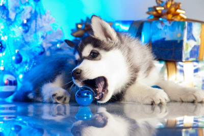 keep-puppy-safe-header