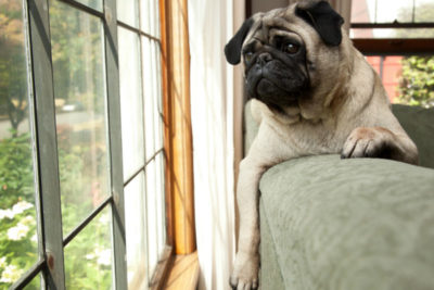 puppy_in_the_window_hero