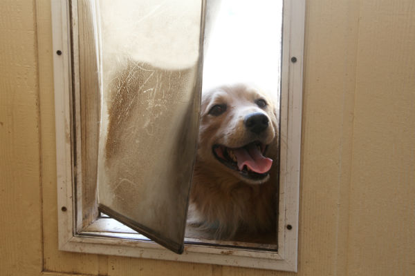 pet_door_body_image_.jpg