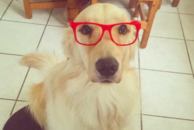 intelligent-golden-hero