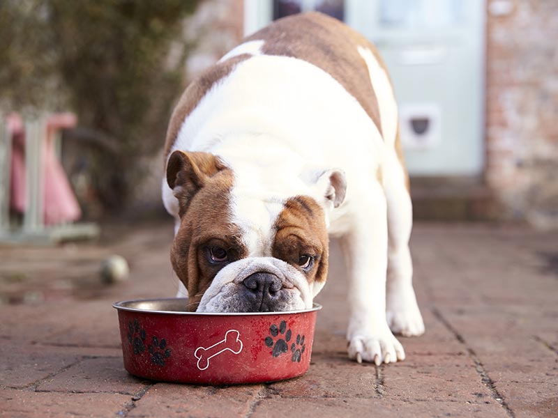 best dog food to boost immune system