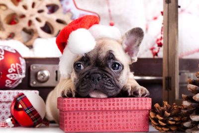 practical-dog-gifts-header