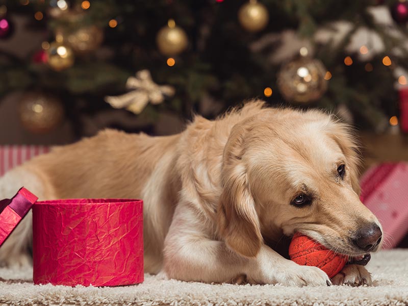 7 Holiday Gifts for Big Dogs