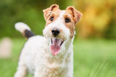 wire fox terrier
