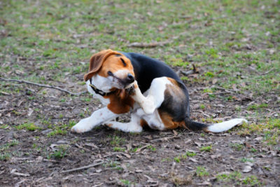 flea and tick prevention tips