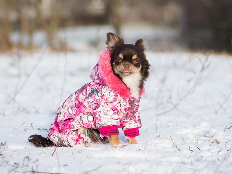 YourBreed Clothing Company Basenji Ladies Rain Jacket