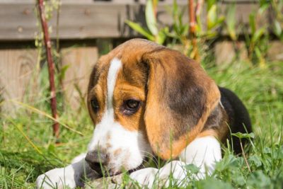 puppy-mouthing-stones-header.jpg