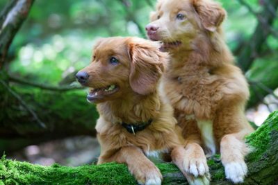 BOD-NovaScotiaDuckTolling_Retriever-header.jpg