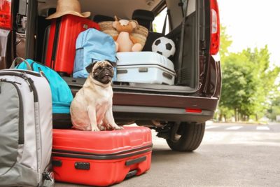 dog-boarding-header
