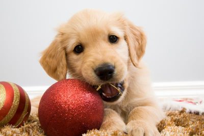 holiday-safety-tips-header