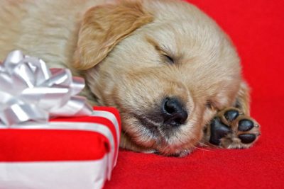 puppy-gifts-header