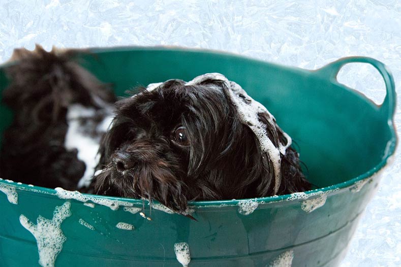 Washing the Dog American Kennel Club