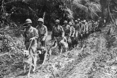Public Education Educator Resources War Dogs