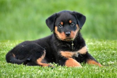 Public Education Educator Resources Good Dog Carl