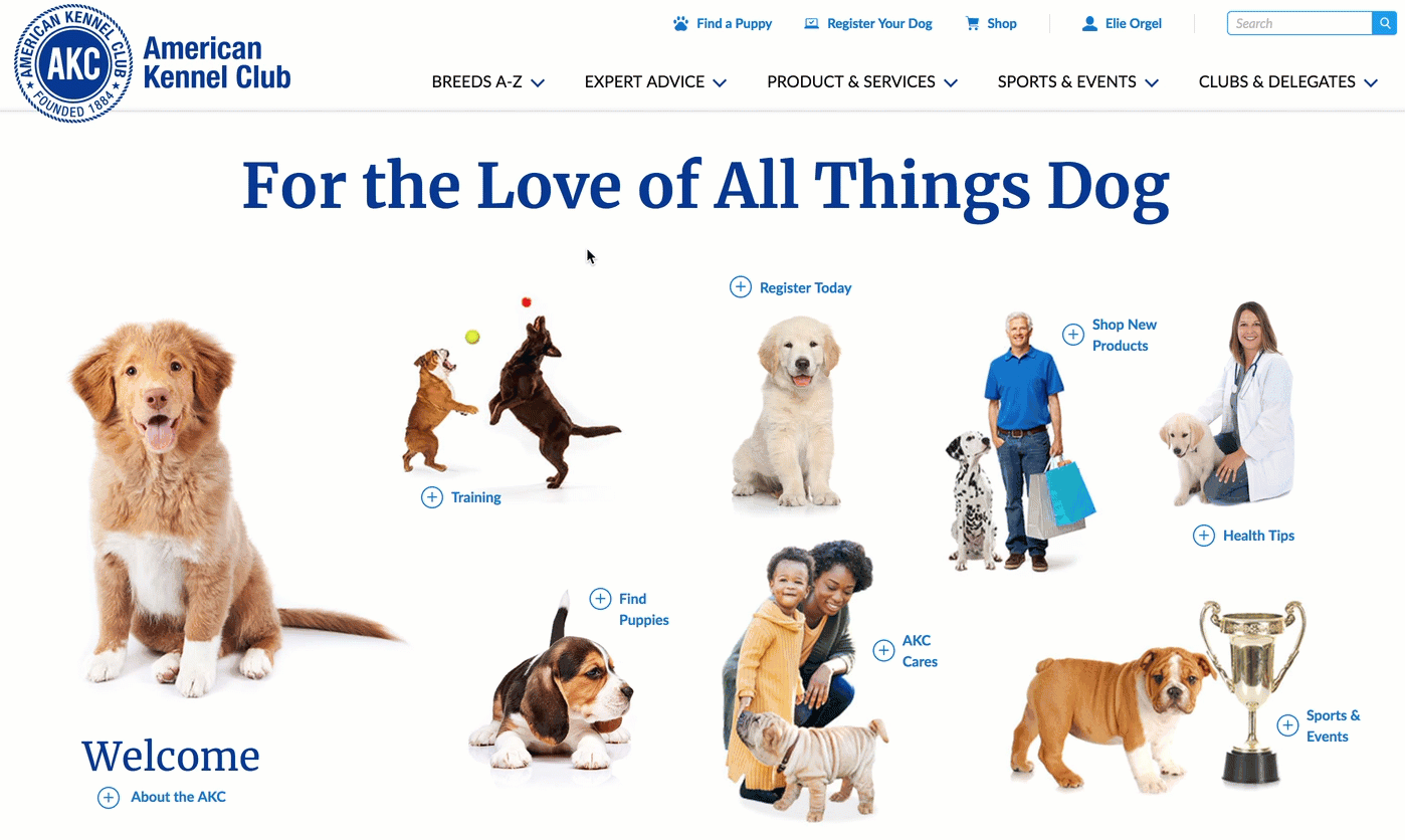 How to Find an AKC Puppy recommendations How to Find an AKC Puppy forecast