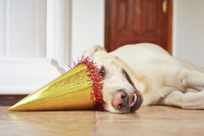 Labrador Retriever laying down tired wearing a party hat.