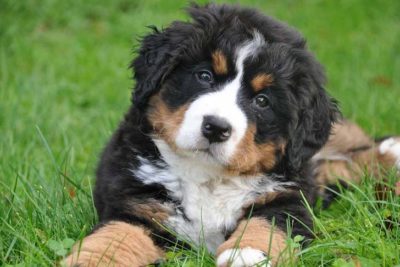 unique dog names
