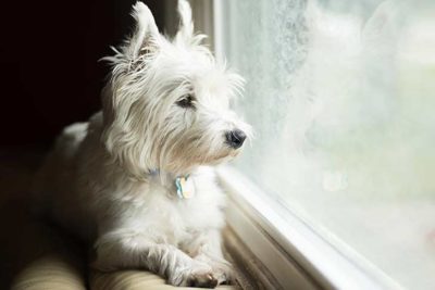 westie-looking-out-window-header
