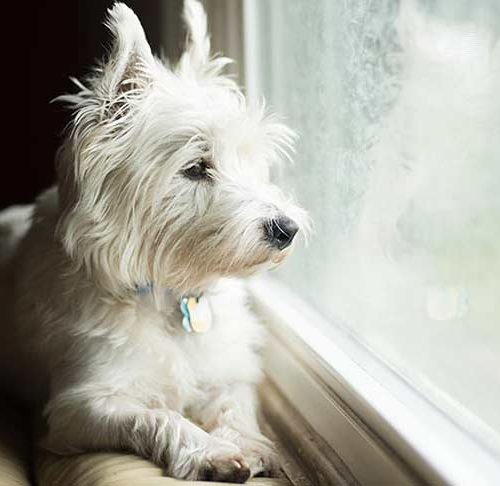 small munsterlander puppies for sale in the pnw